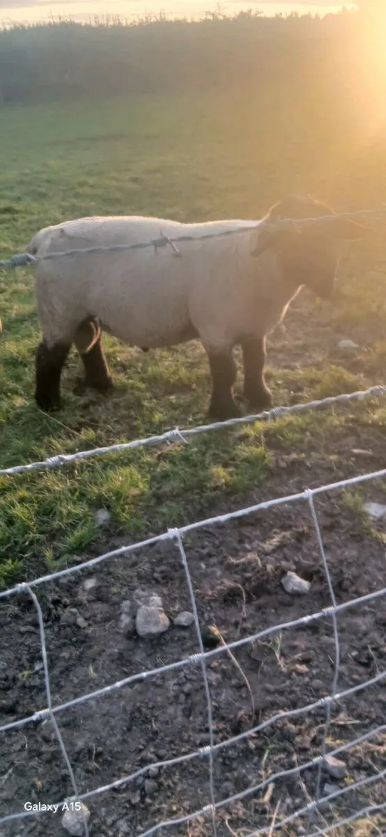 Rams - Image 1