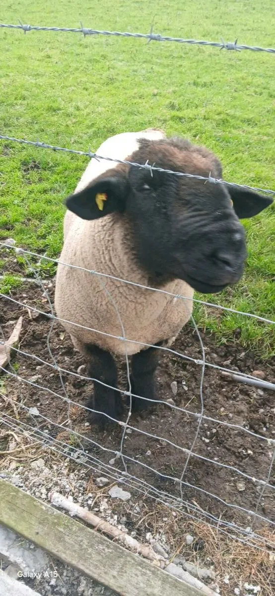Rams - Image 2