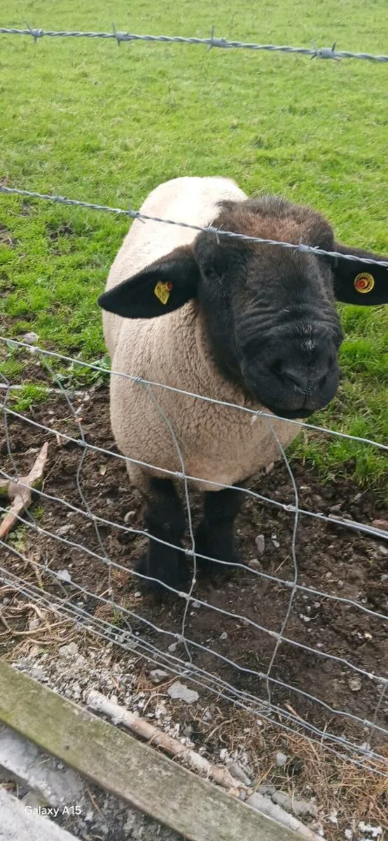 Rams - Image 3