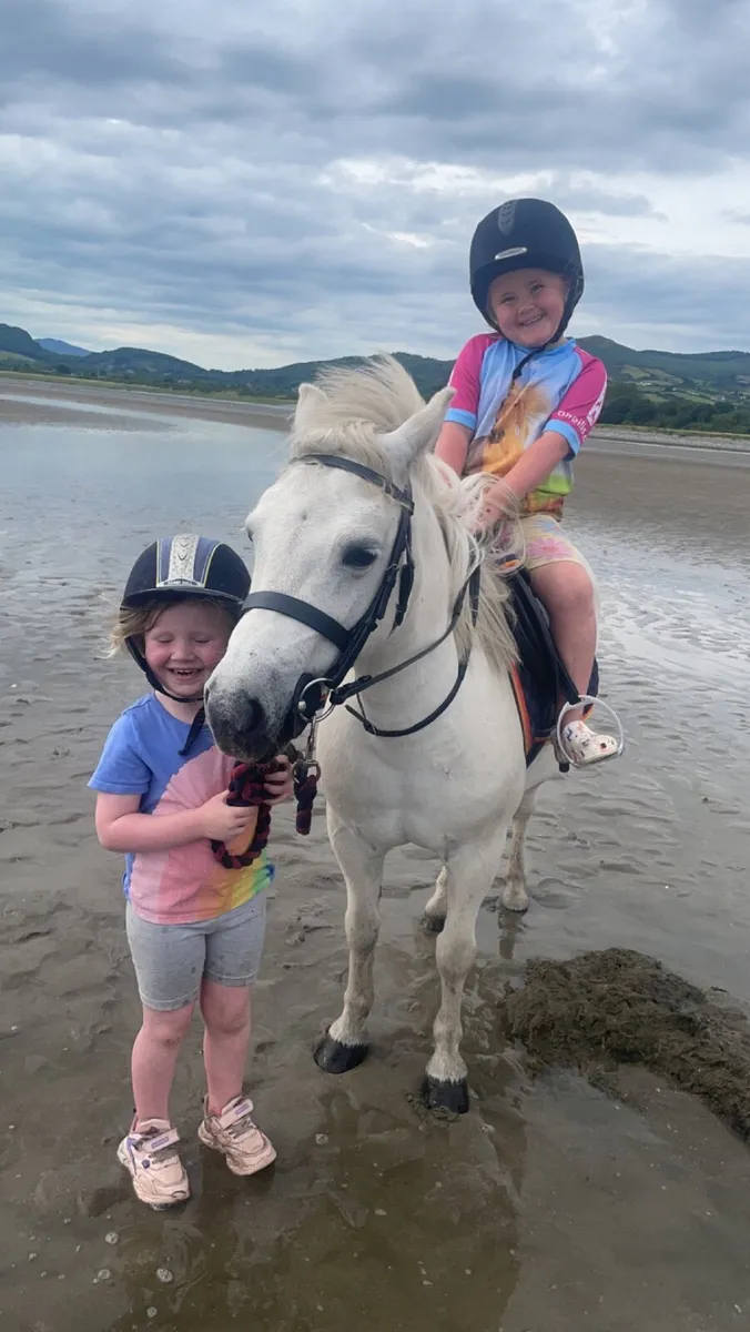 Prefect kids Pony - Image 2