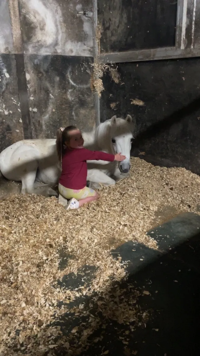 Prefect kids Pony - Image 3