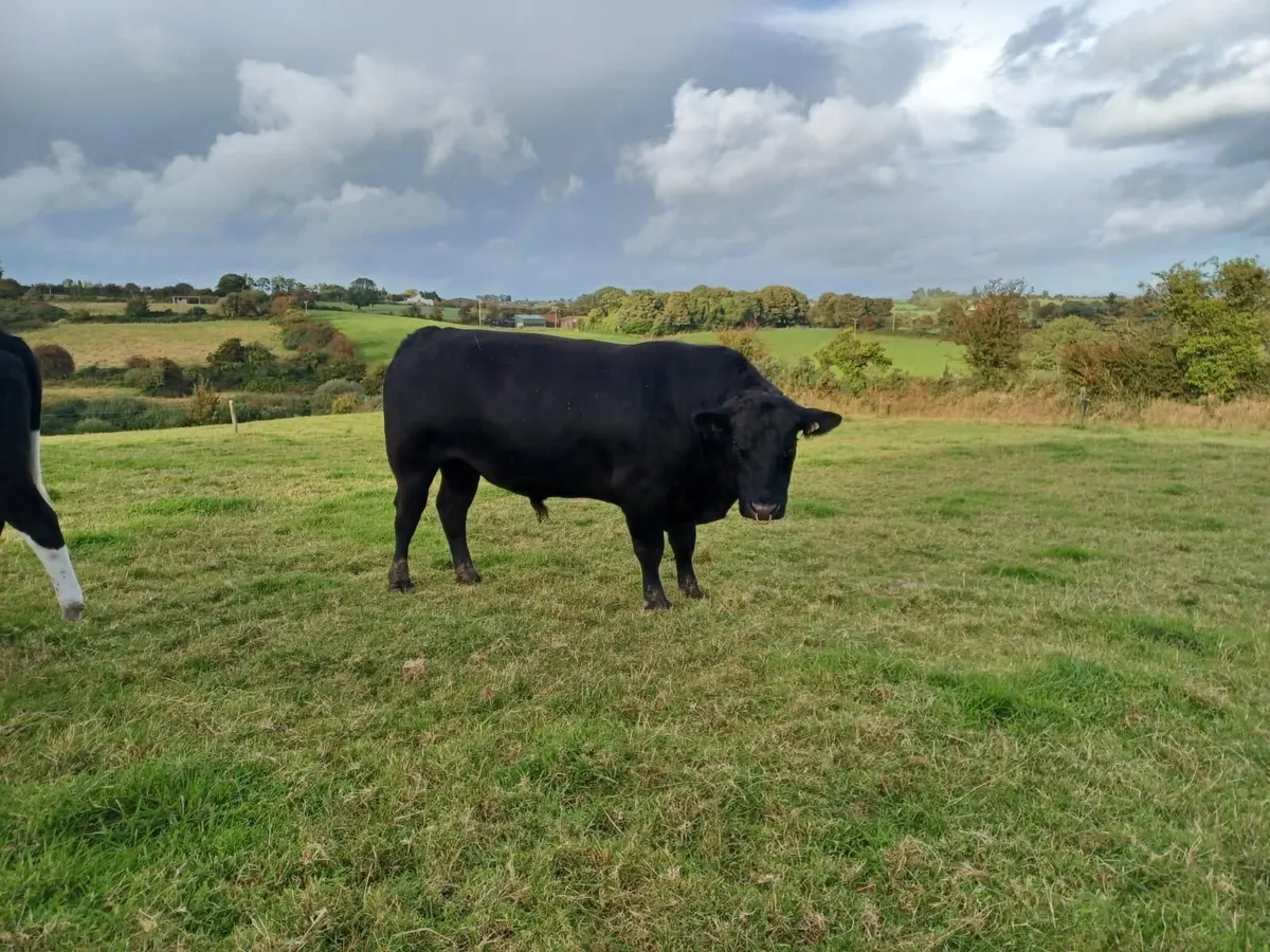 3 year old pure bread AA bull - Image 1
