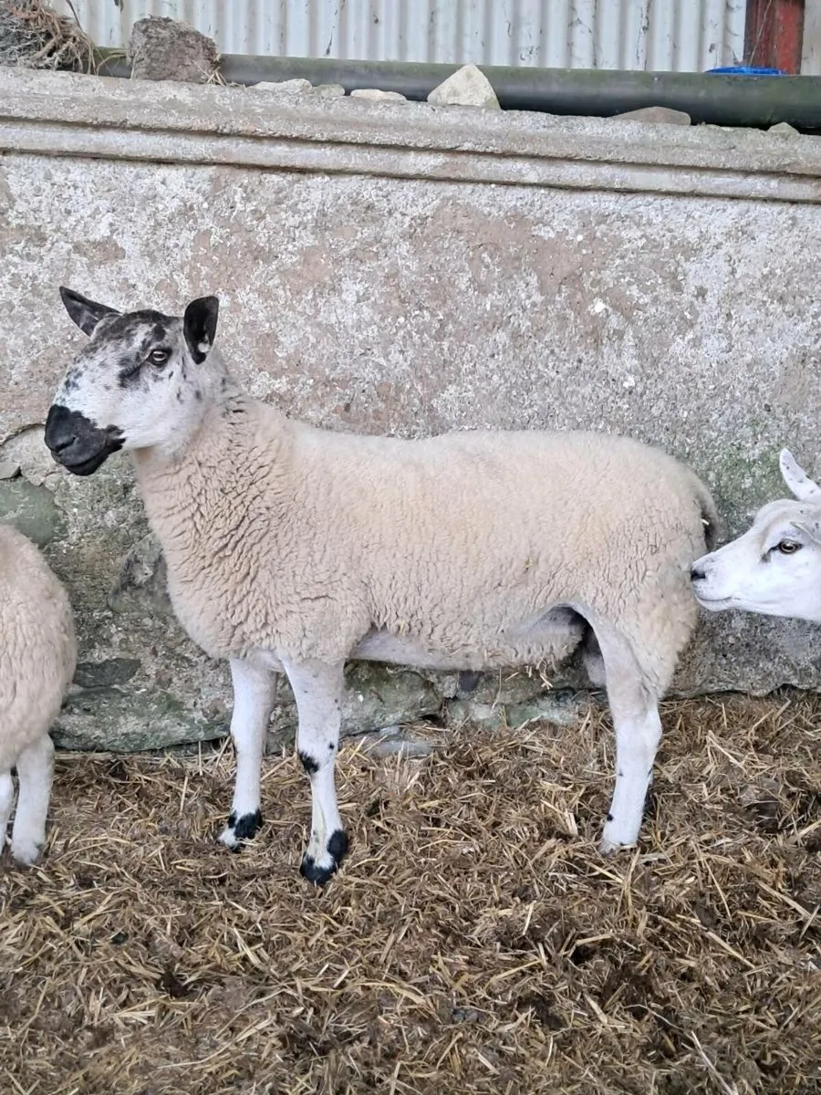 Crossbred Blue Leicester/ Milford hogget ram - Image 1