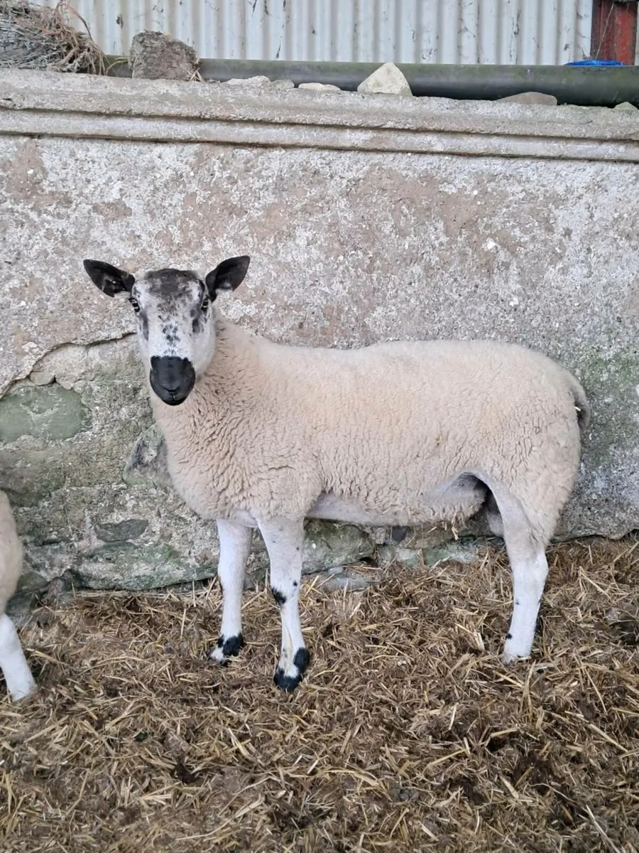 Crossbred Blue Leicester/ Milford hogget ram - Image 2