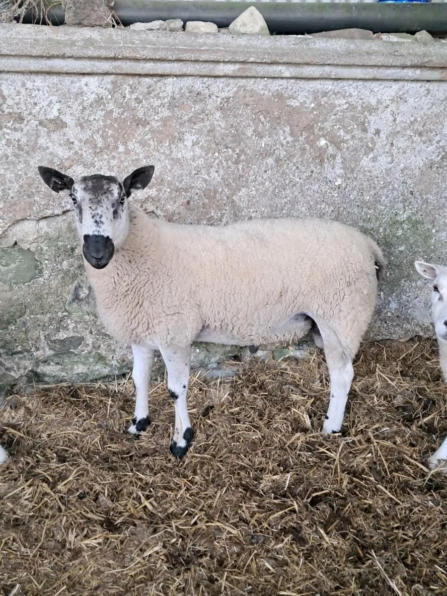 Crossbred Blue Leicester/ Milford hogget ram - Image 3