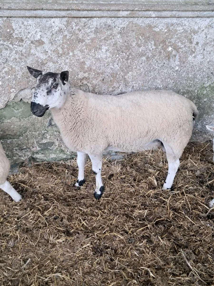 Crossbred Blue Leicester/ Milford hogget ram - Image 4