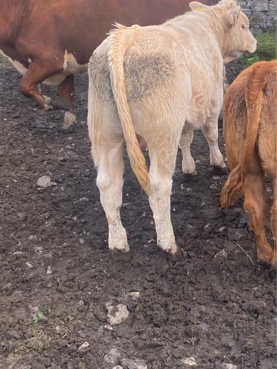 3 organic bull Weanling - Image 1