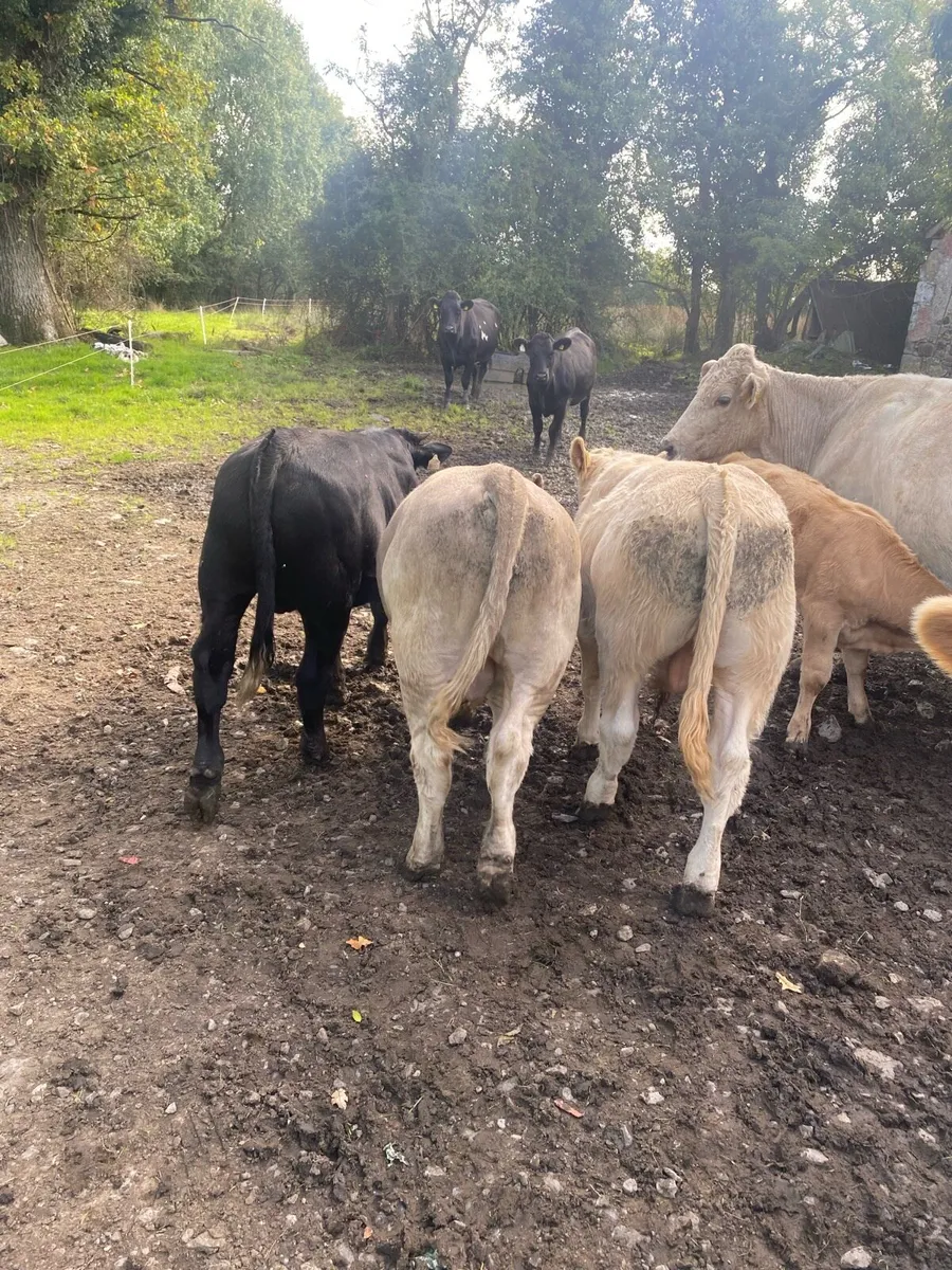 3 organic bull Weanling - Image 2
