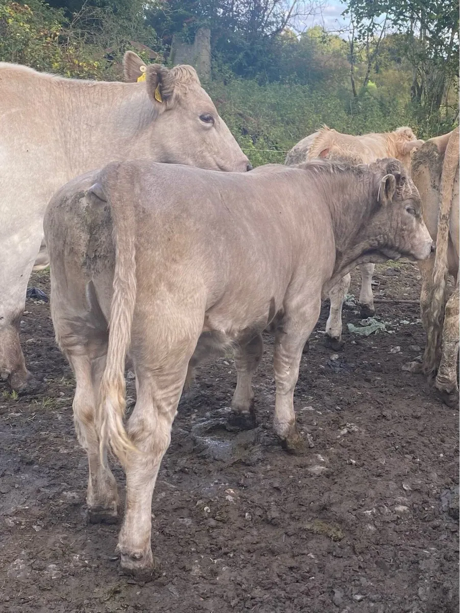 3 organic bull Weanling - Image 3