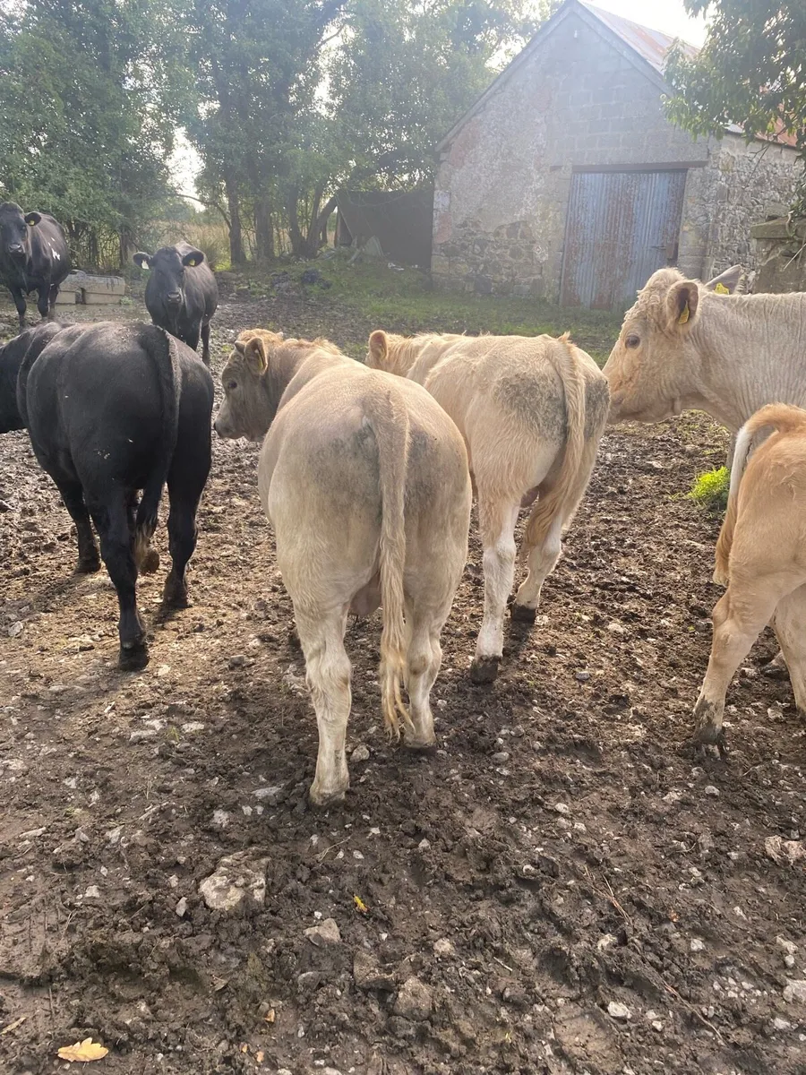 3 organic bull Weanling - Image 4