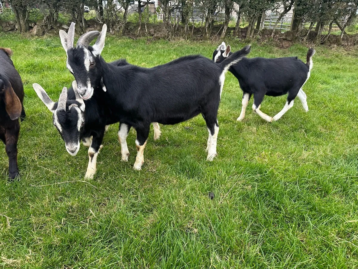 Pure bred Billy kids for sale - Image 3