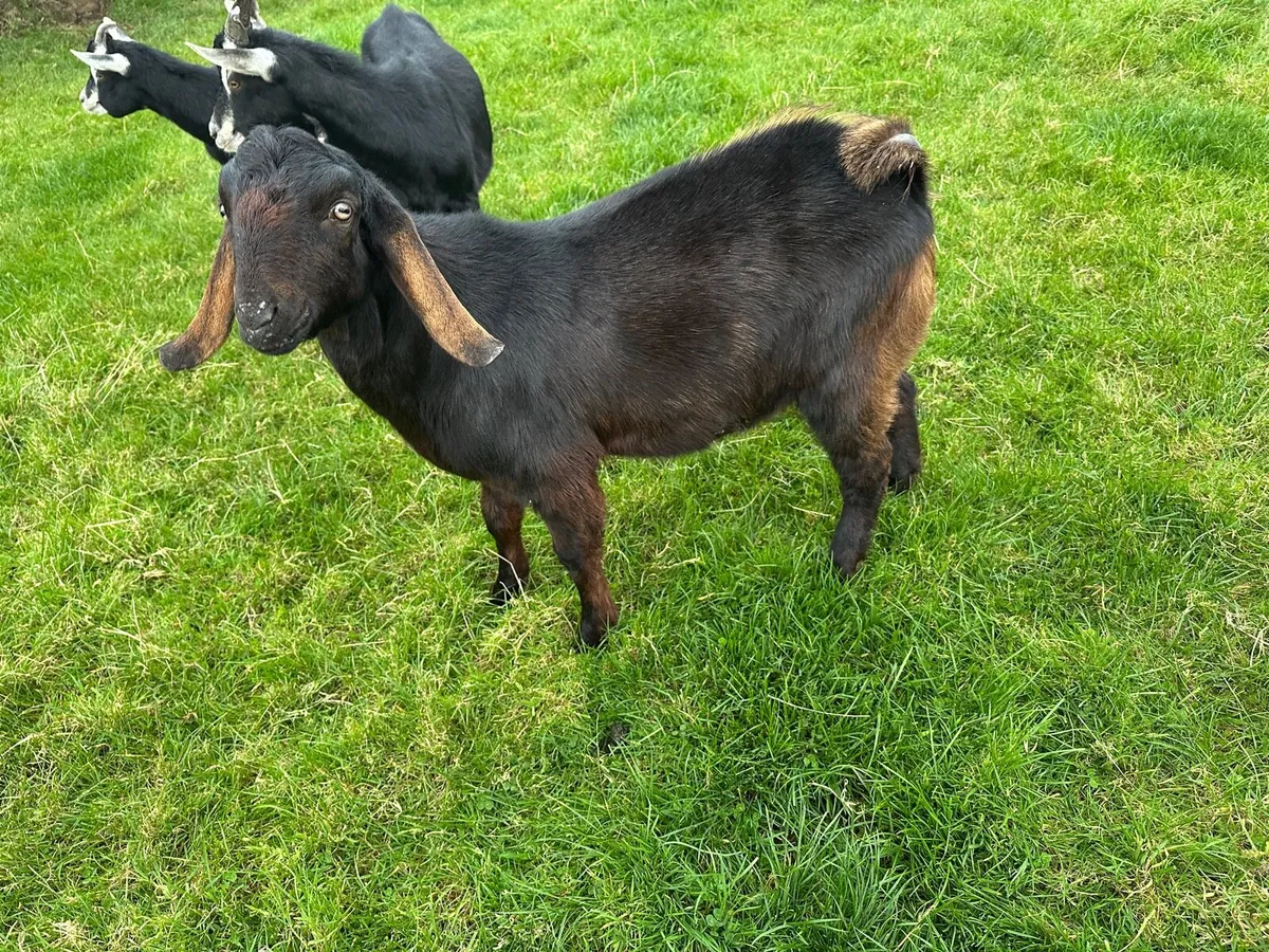 Pure bred Billy kids for sale - Image 4