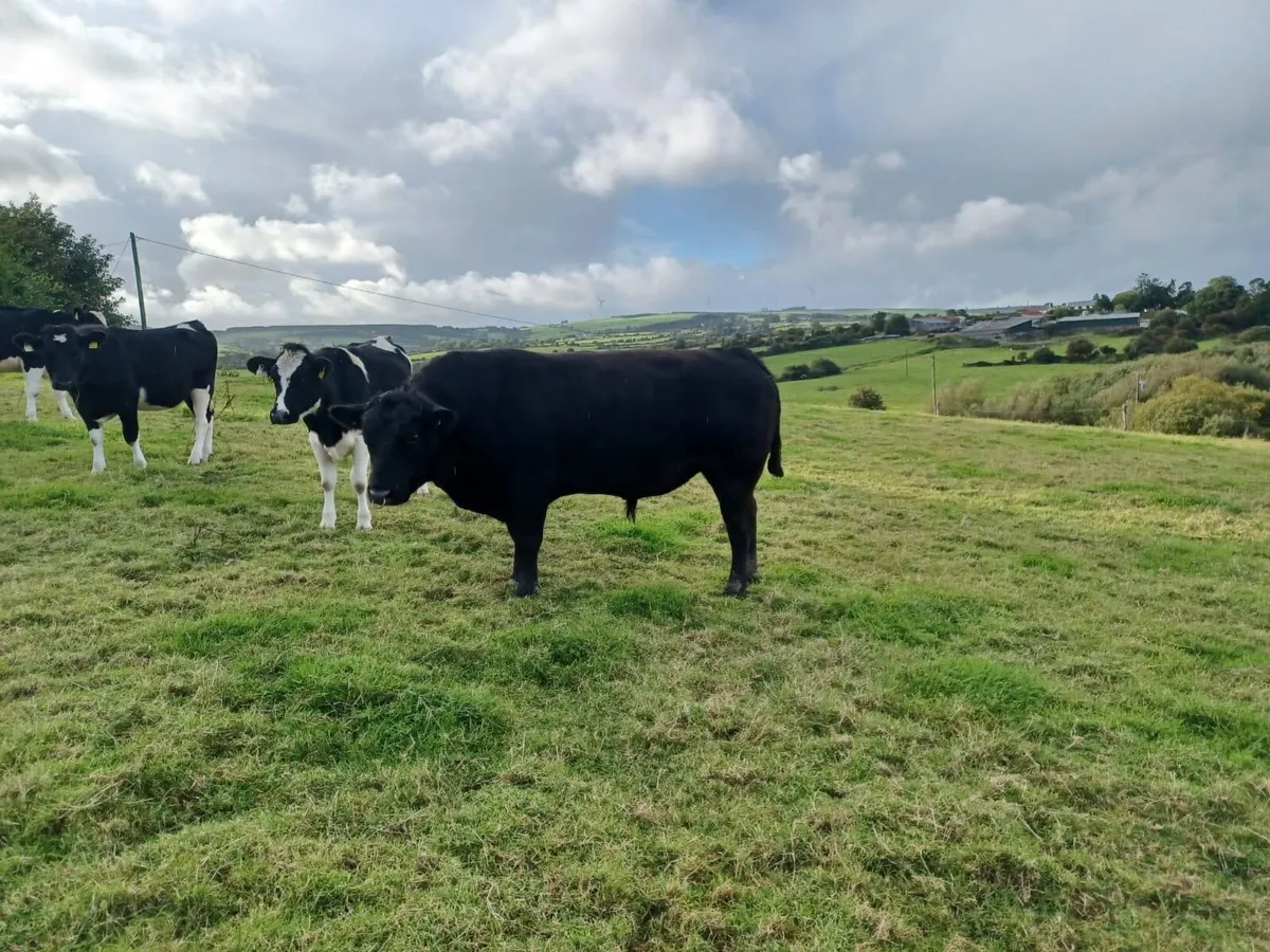 3 Year old pure bread AA bull - Image 2