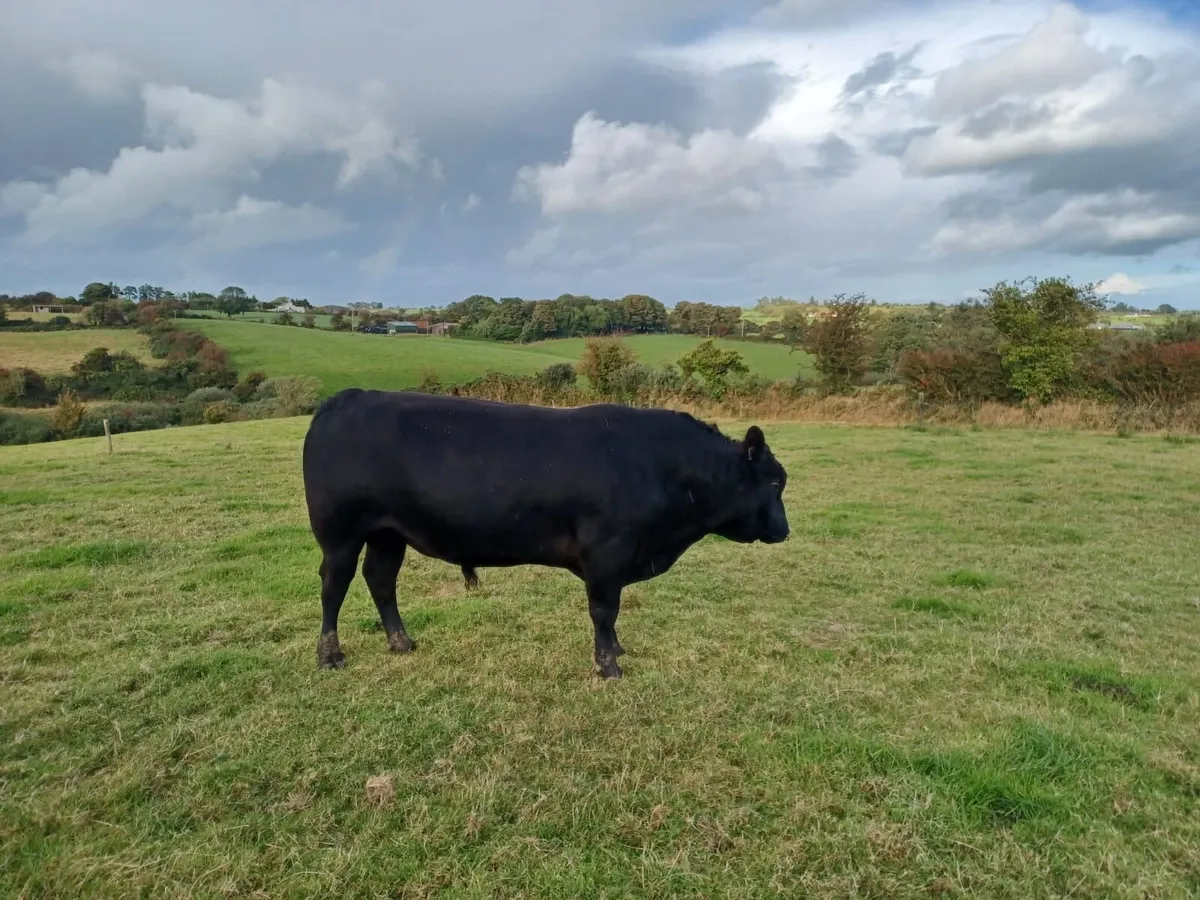 3 Year old pure bread AA bull - Image 3