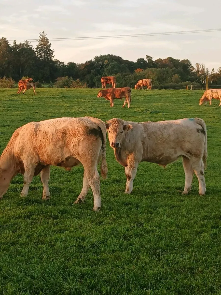Continental bullocks Roscrea Mart Tomorrow 26/9 - Image 2