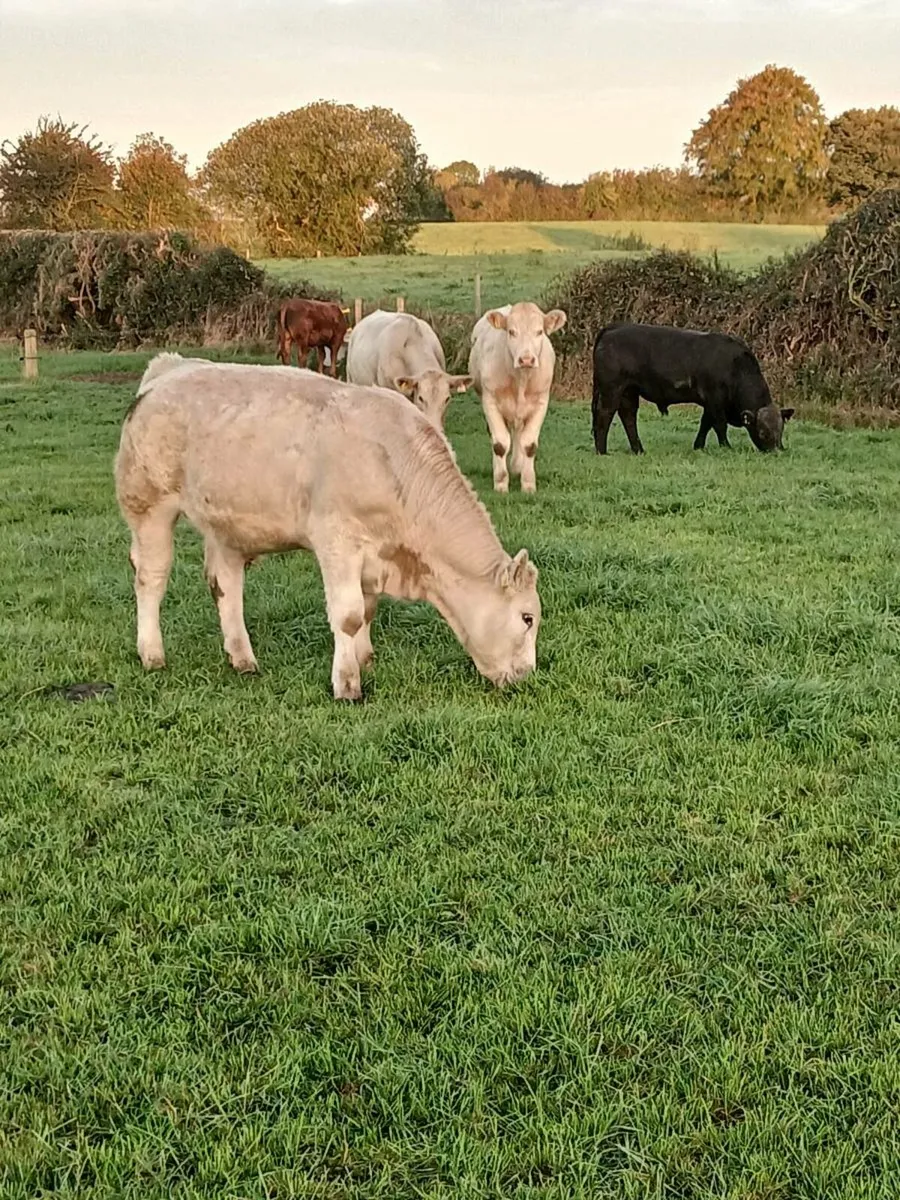 Continental bullocks Roscrea Mart Tomorrow 26/9 - Image 3