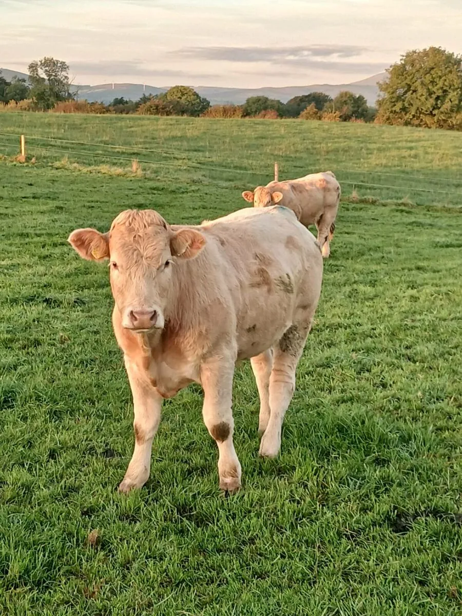 Continental bullocks Roscrea Mart Tomorrow 26/9 - Image 4