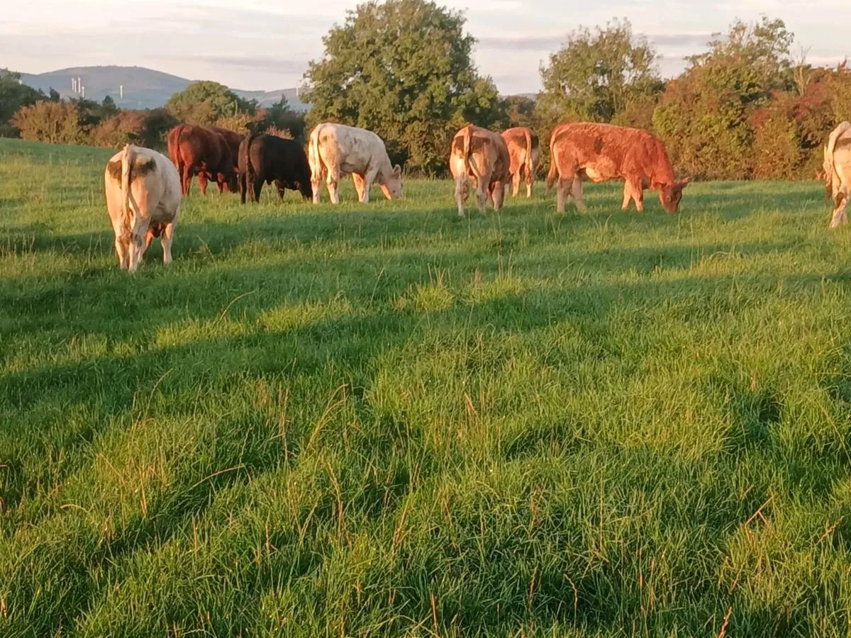 Continental bullocks Roscrea Mart Tomorrow 26/9 - Image 1