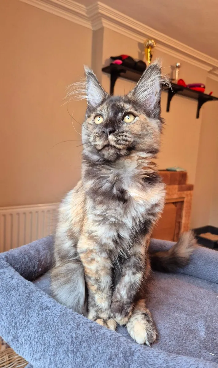 Maine coon females gccf reg - Image 2