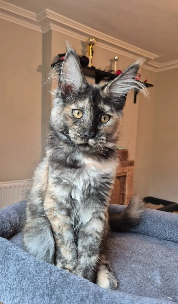 Maine coon females gccf reg - Image 3