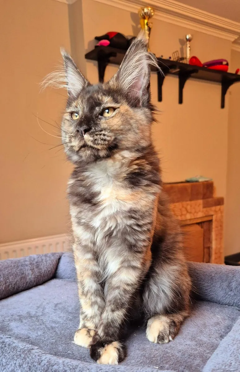 Maine coon females gccf reg - Image 4