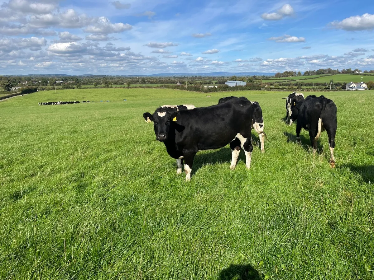 Dairy - Image 2
