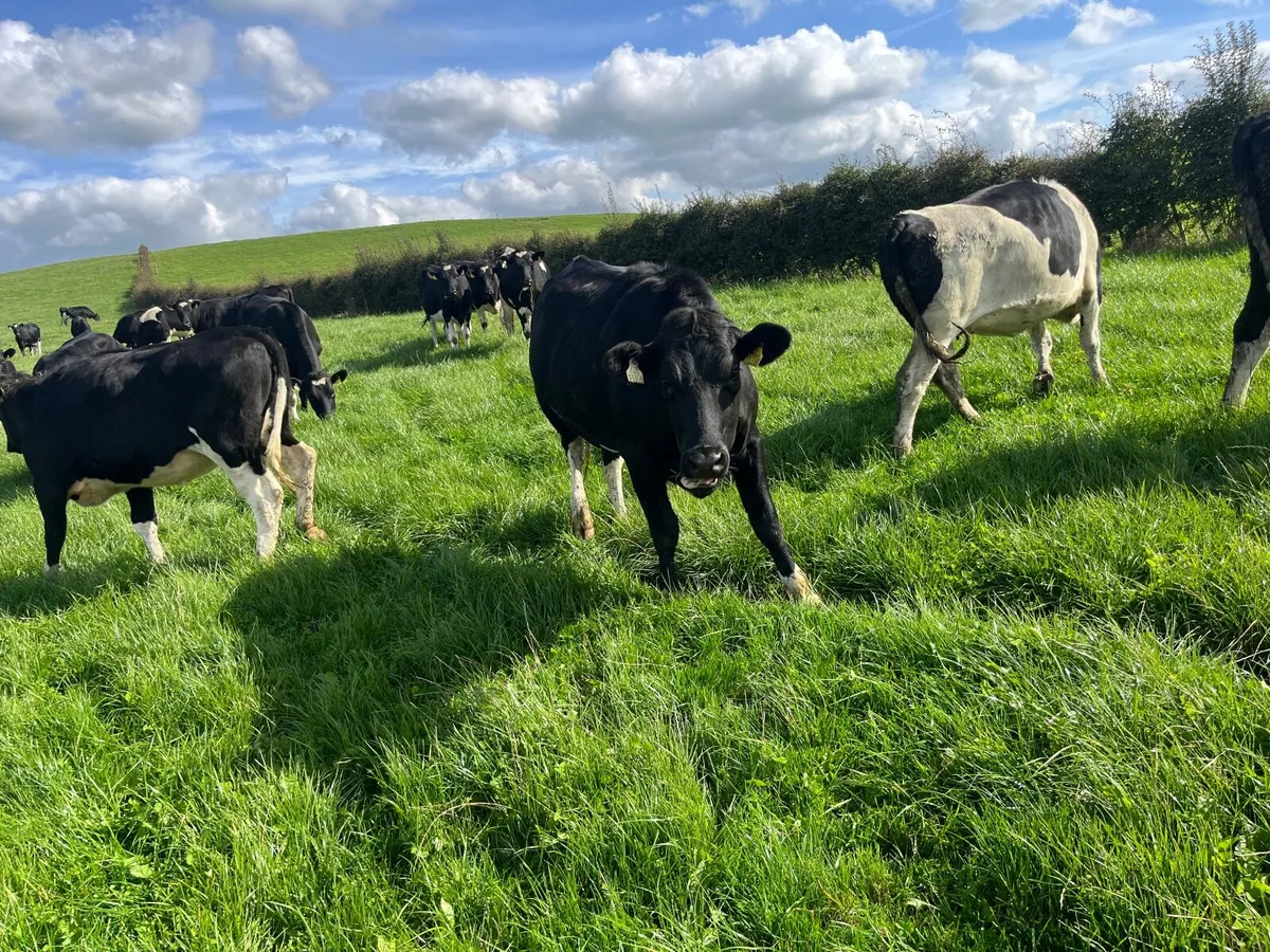 Dairy - Image 3