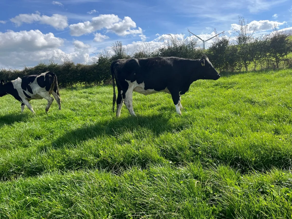 Dairy - Image 4