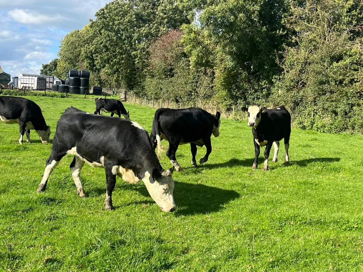 8 super 400 kg Hereford heifers - Image 1