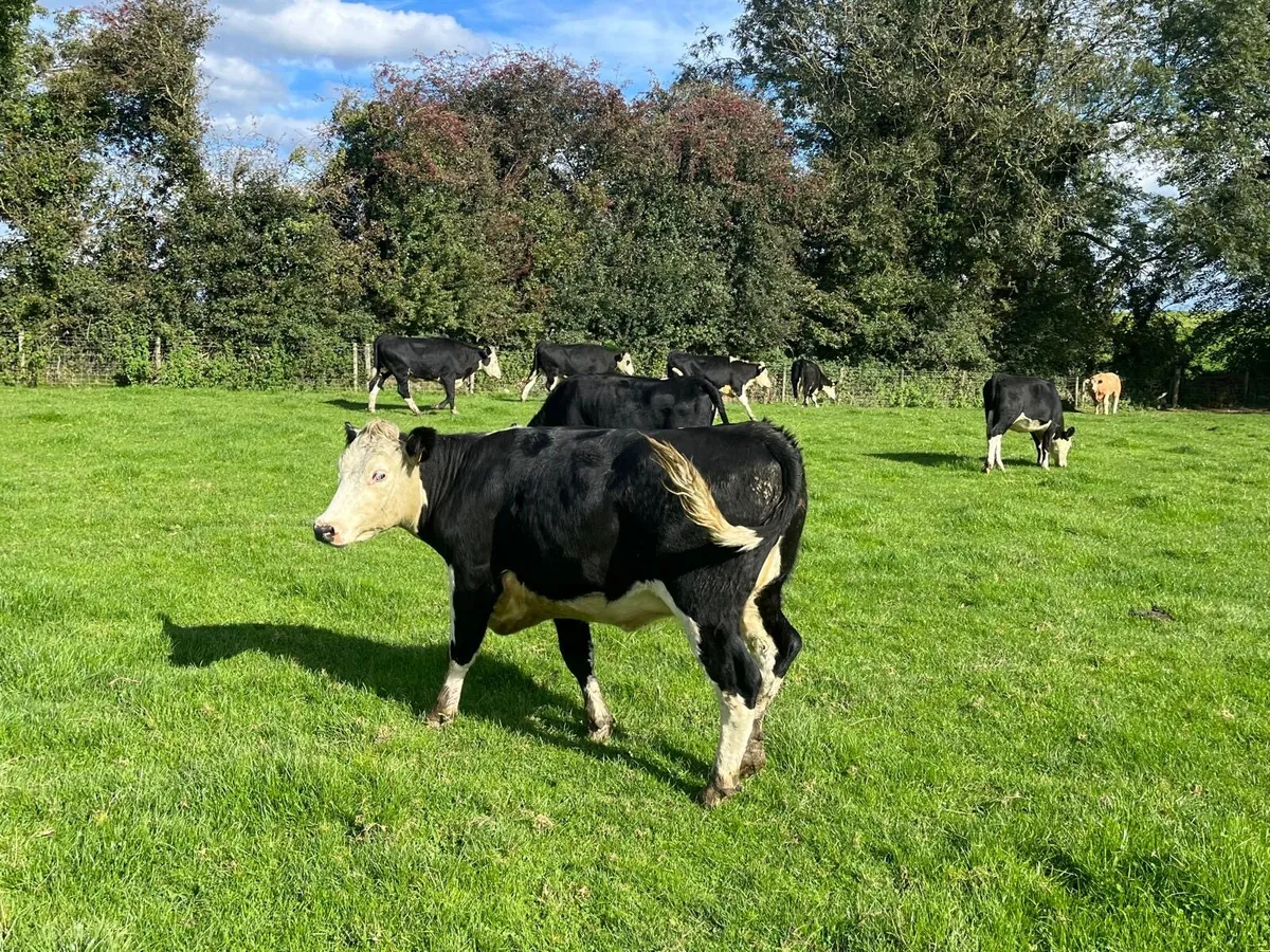 8 super 400 kg Hereford heifers - Image 2