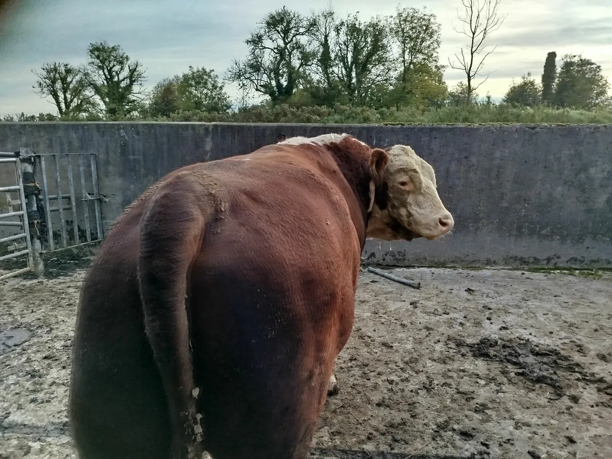 5 star polled HerefordBull - Image 1