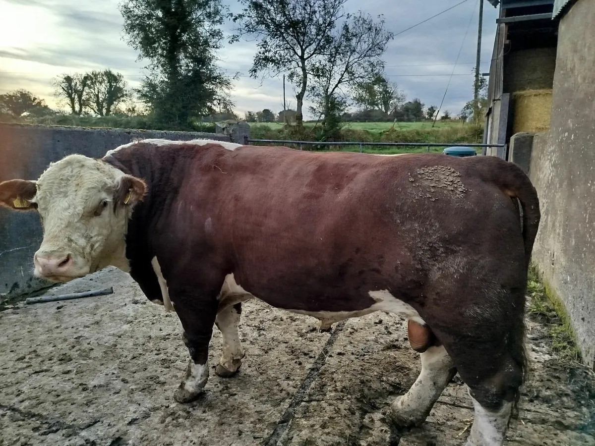 5 star polled HerefordBull - Image 2