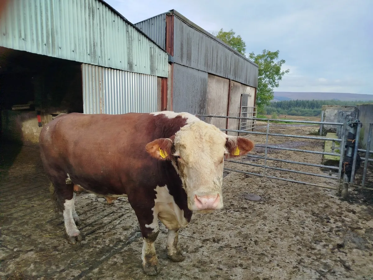 5 star polled HerefordBull - Image 3