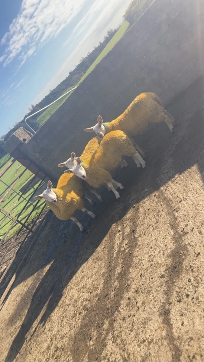 sheep (ewe lambs) - Image 1