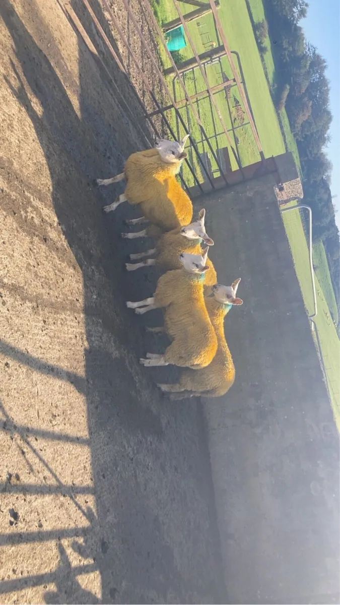 sheep (ewe lambs) - Image 2