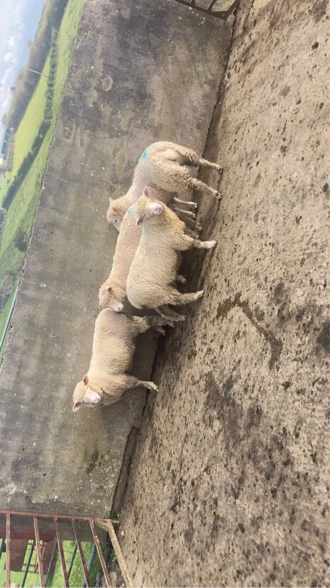 sheep (ewe lambs) - Image 3