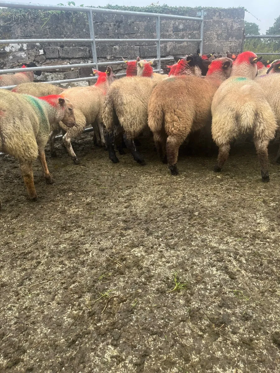 Ewe lambs - Image 4