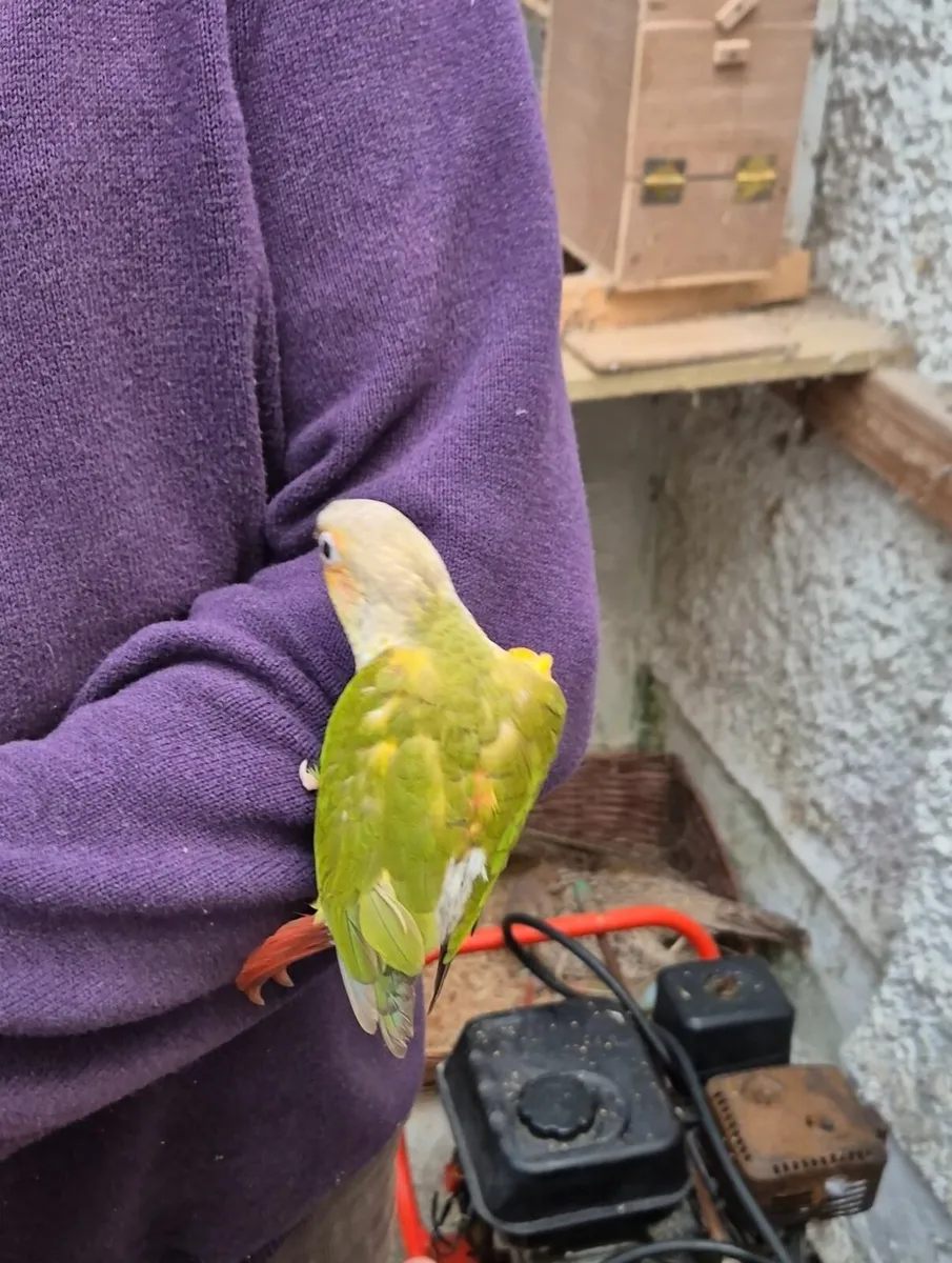Pineapple Conure for sale - Image 1