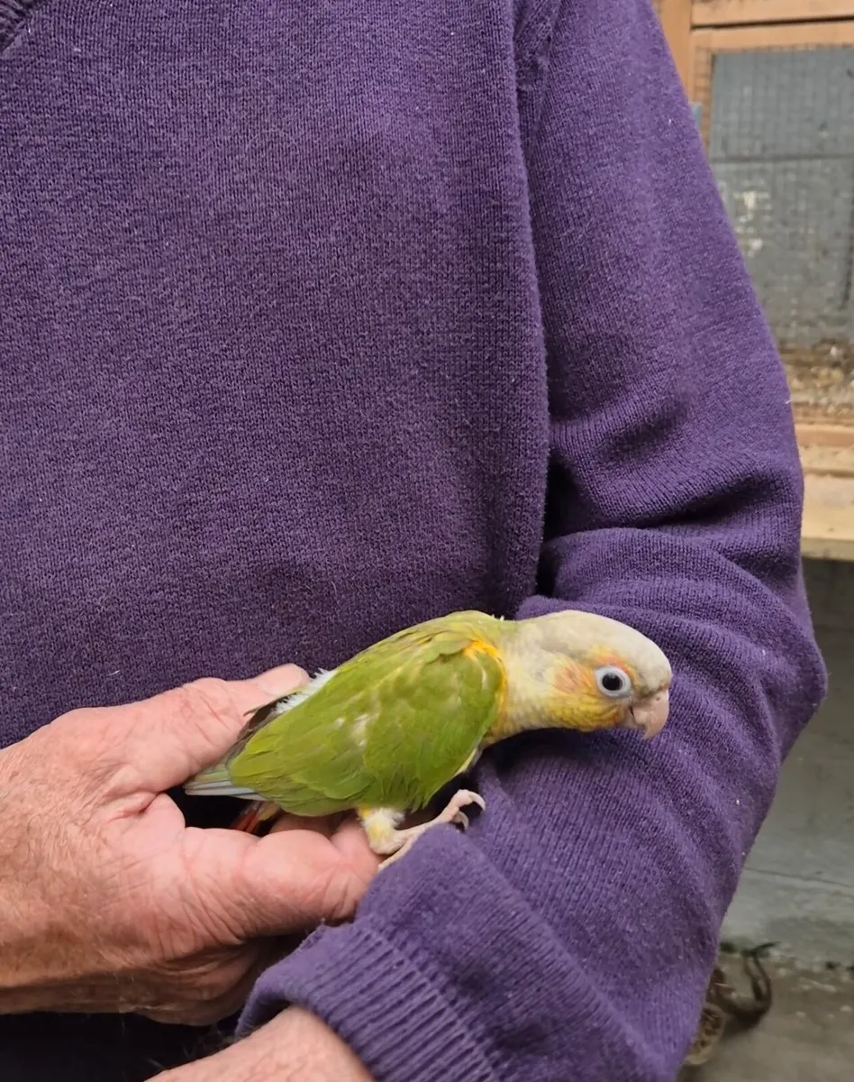 Pineapple Conure for sale - Image 2
