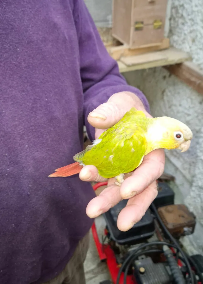 Pineapple Conure for sale - Image 3
