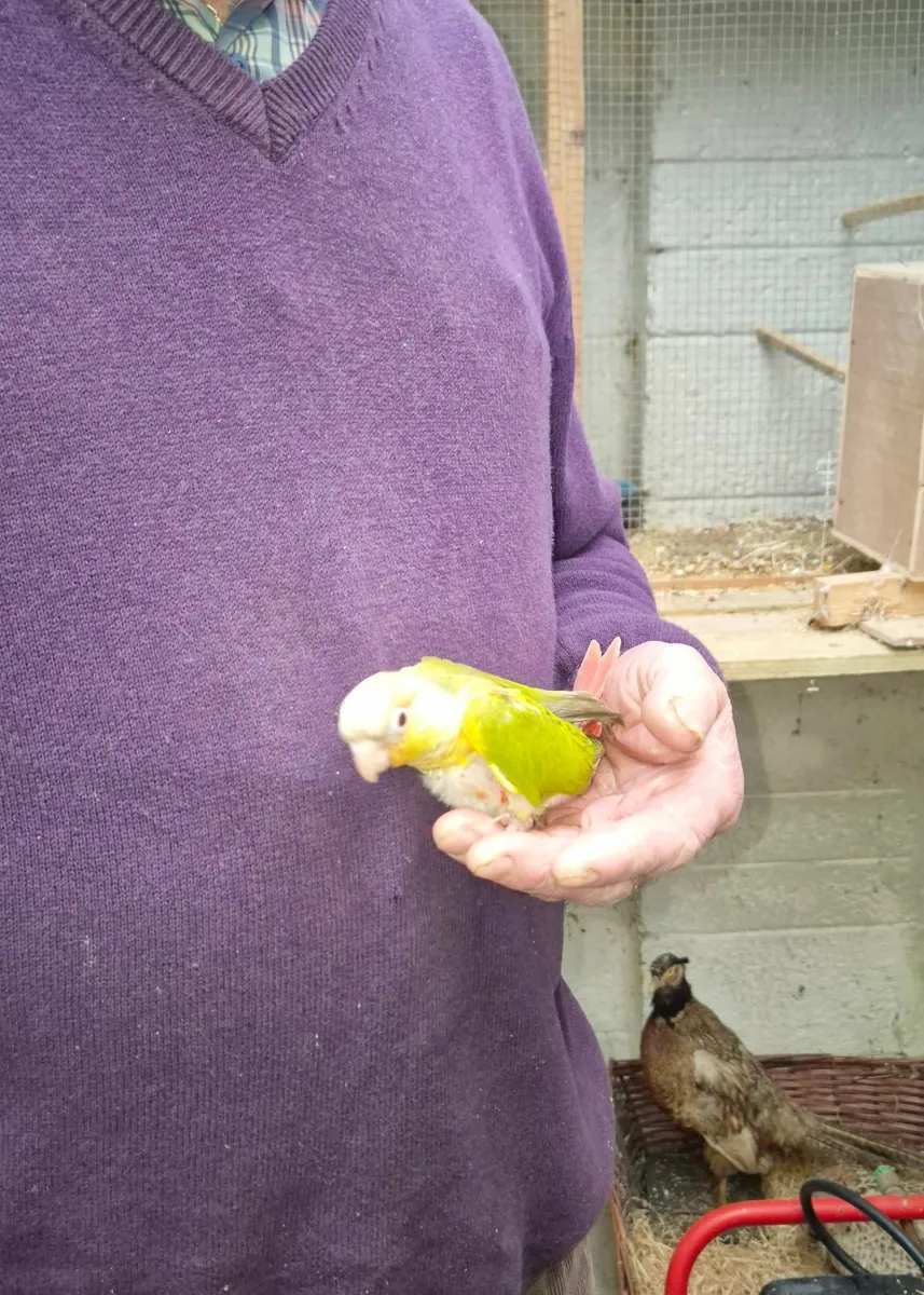 Pineapple Conure for sale - Image 4