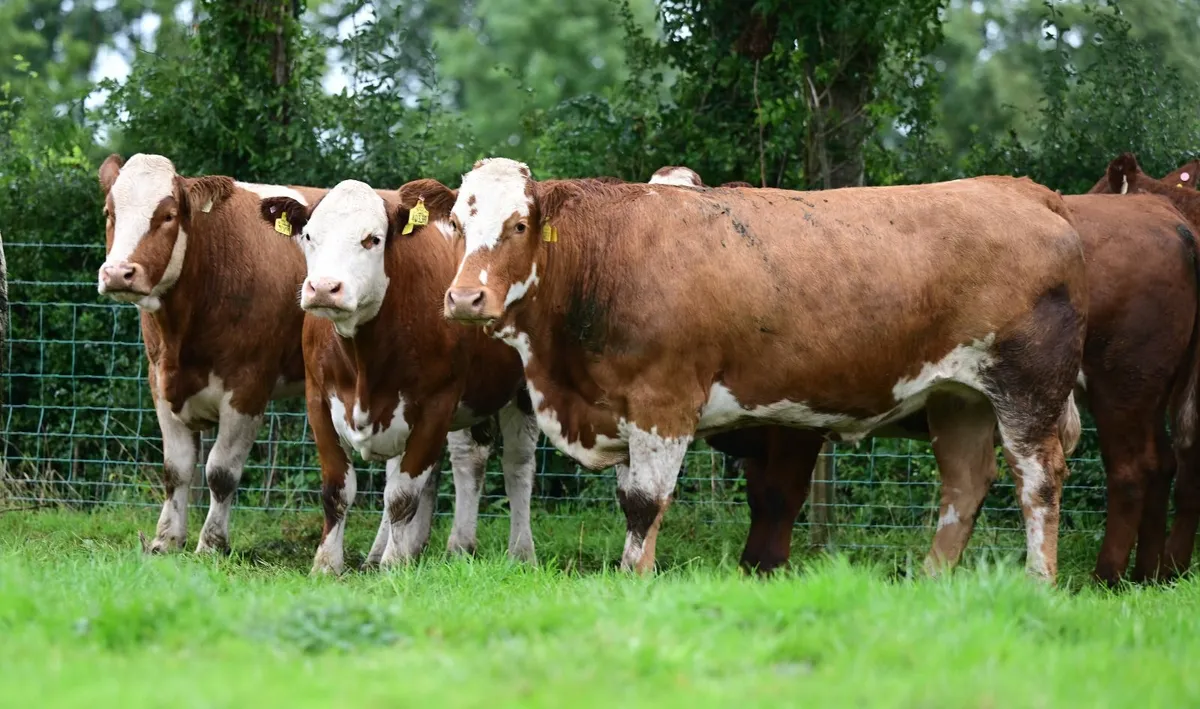 Simmental Springers - Image 2