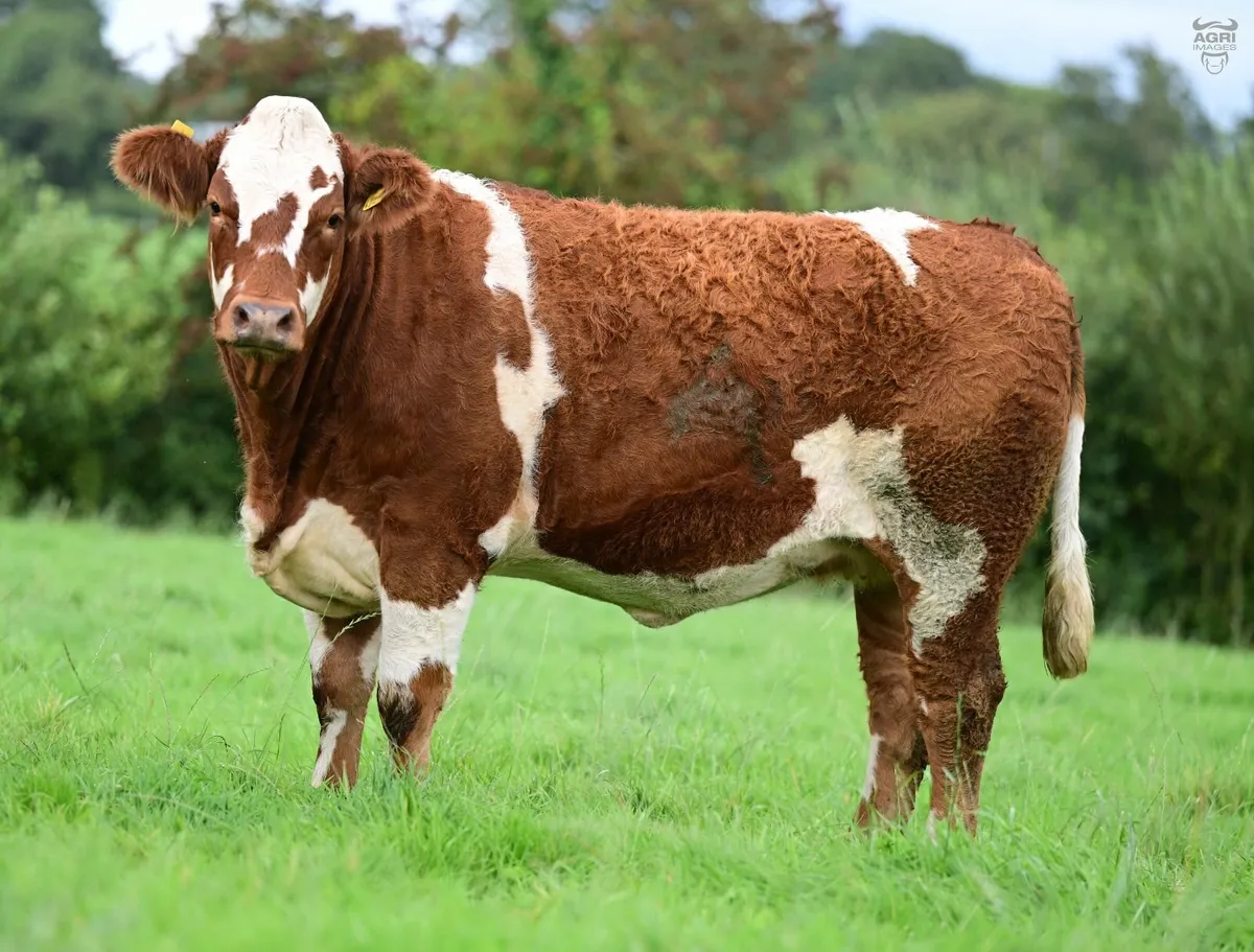 Simmental Springers - Image 3