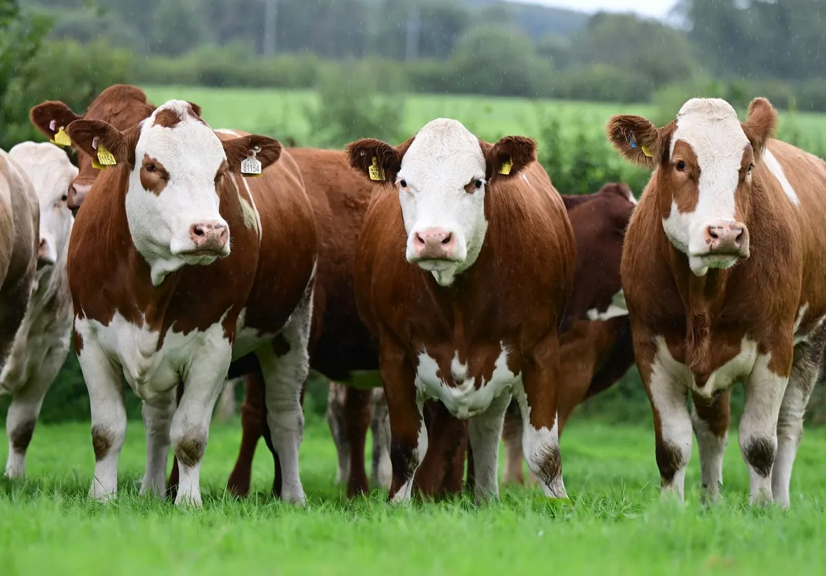 Simmental Springers - Image 1