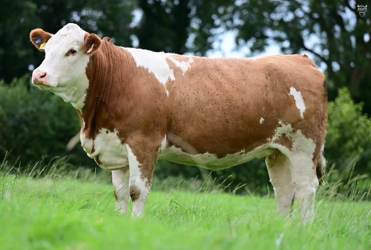 Simmental Springers - Image 4
