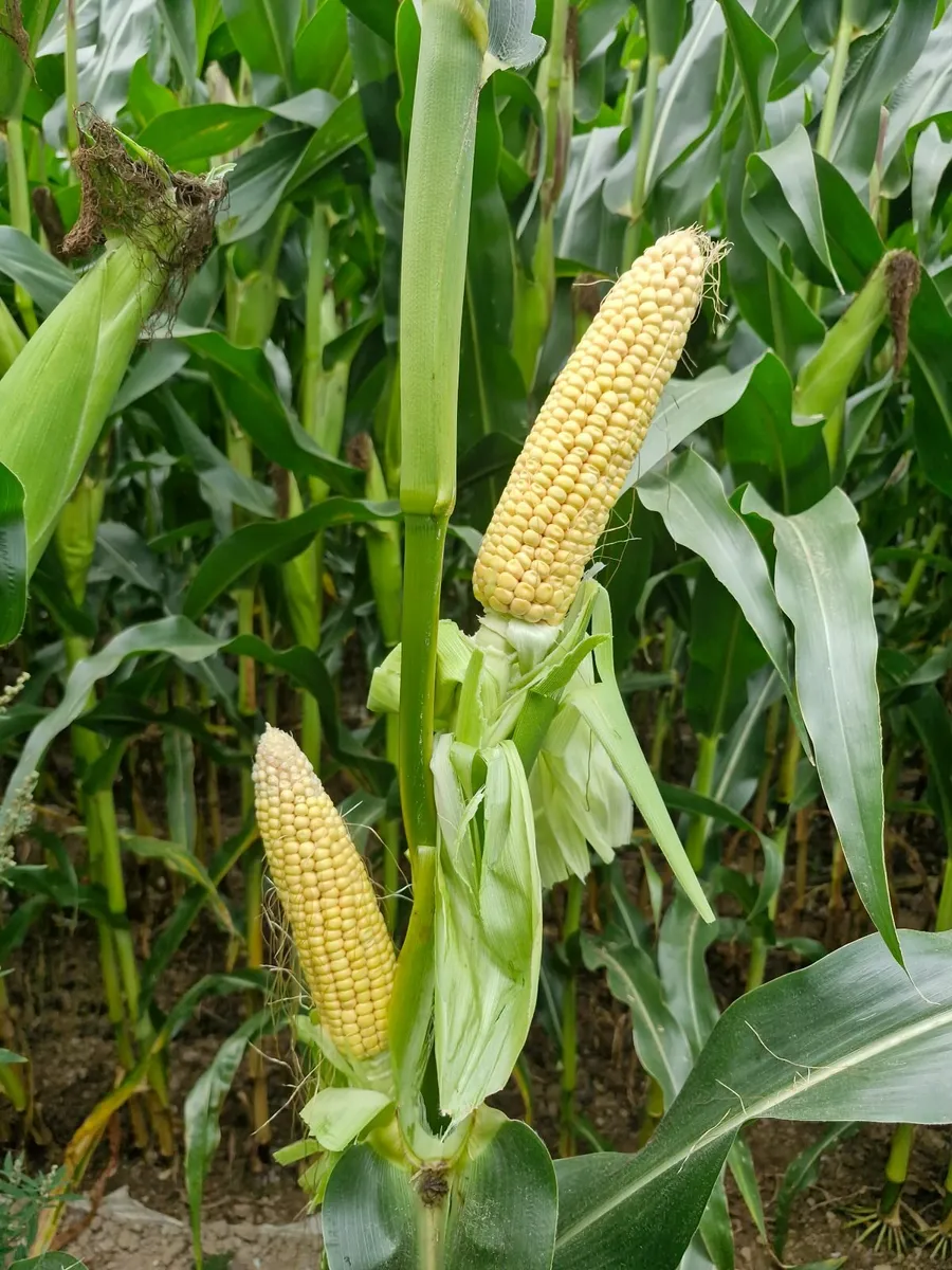 Maize silage - Image 1