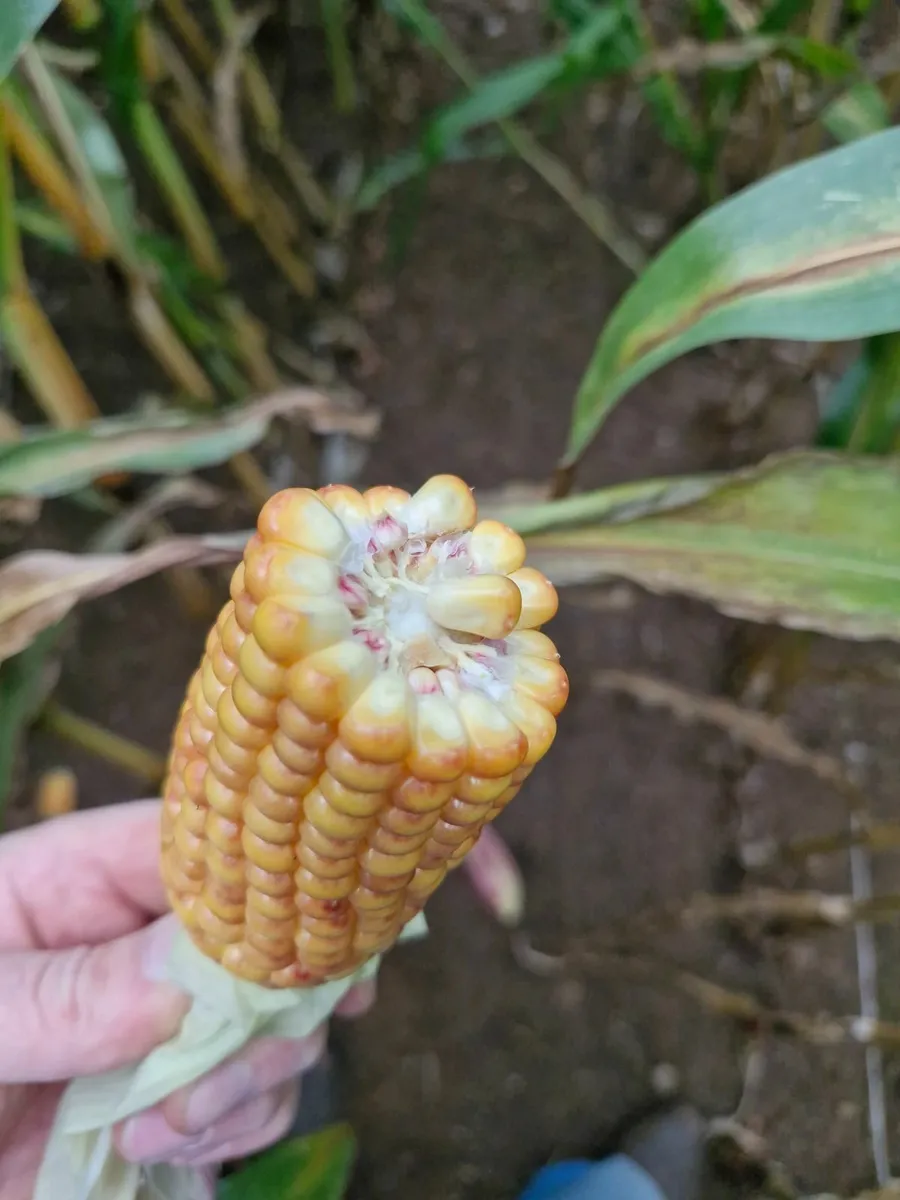 Maize silage - Image 2