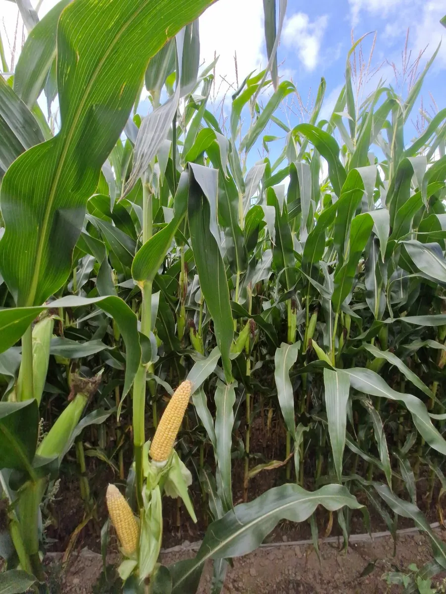 Maize silage - Image 3