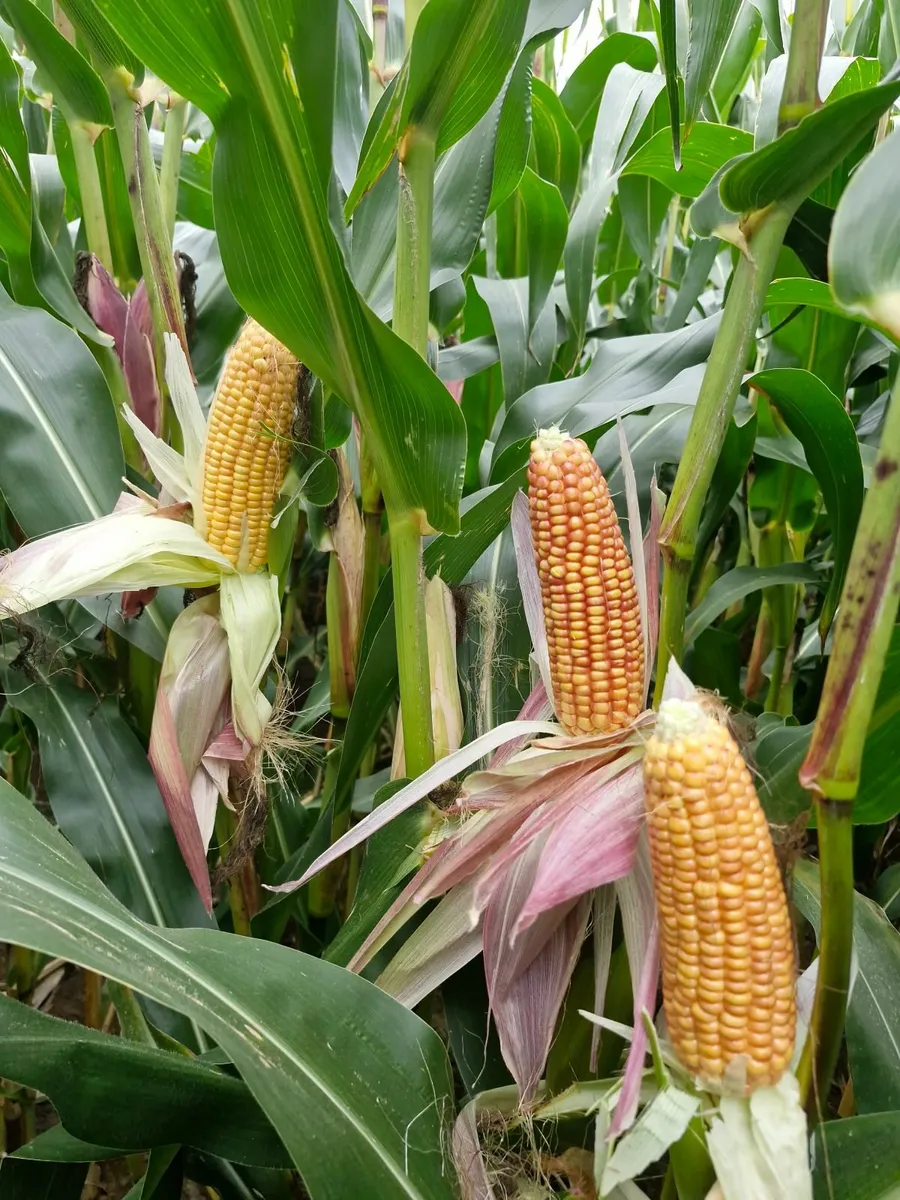 Maize silage - Image 4