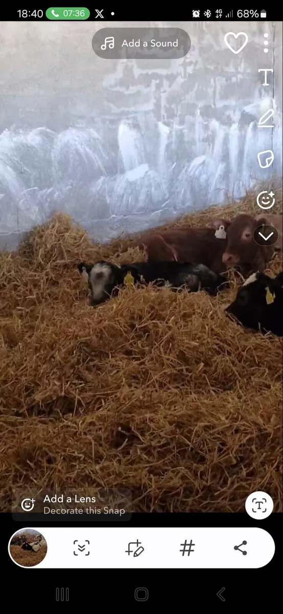Slatted shed to rent